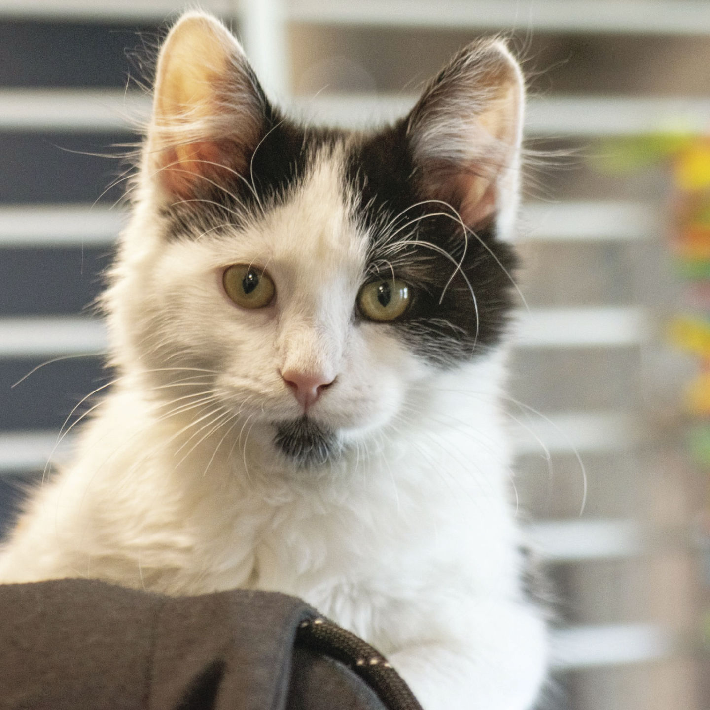 20-07-15 Mountain Humane kitten@.jpg